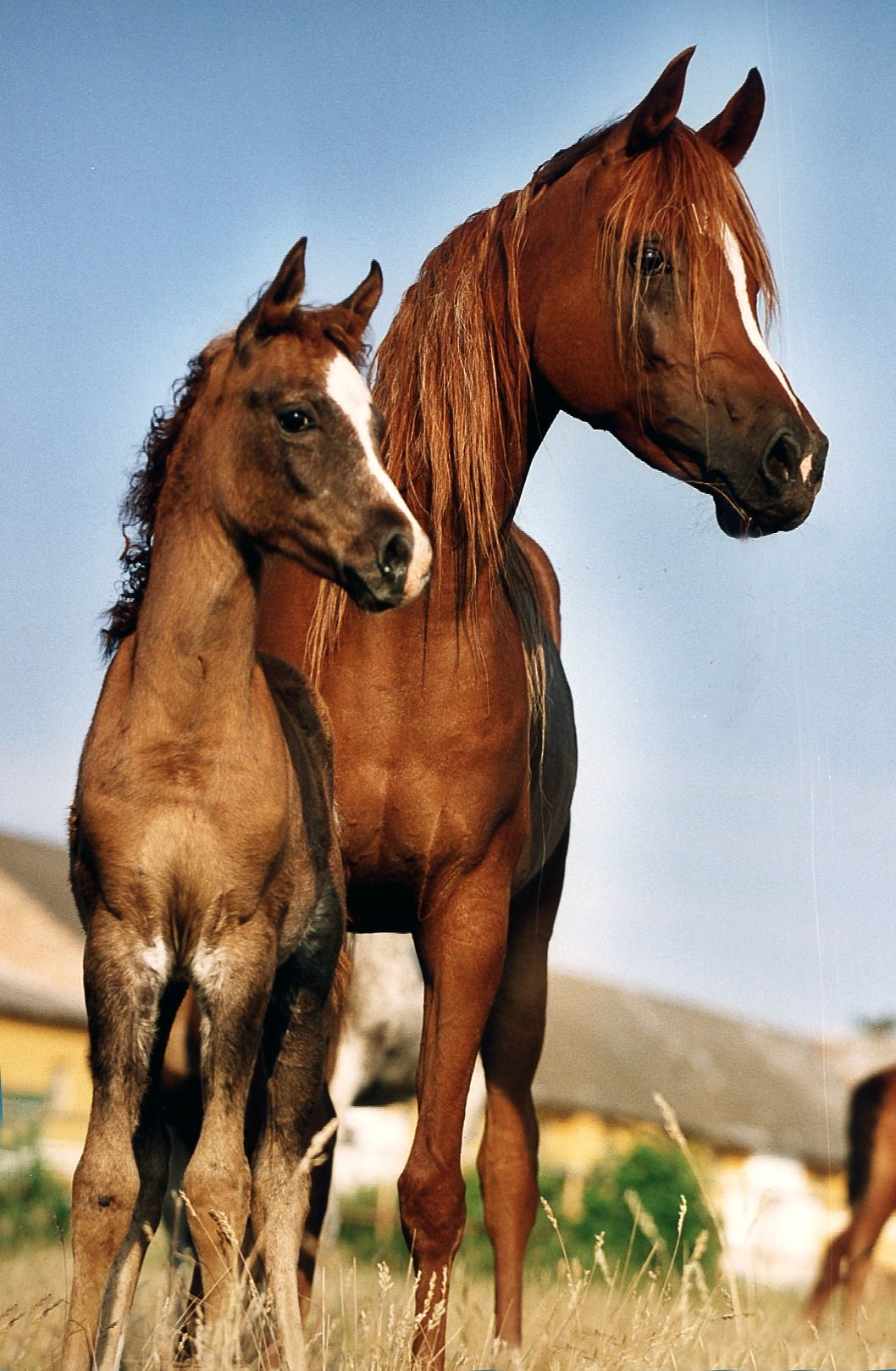 Arabian Broodmare